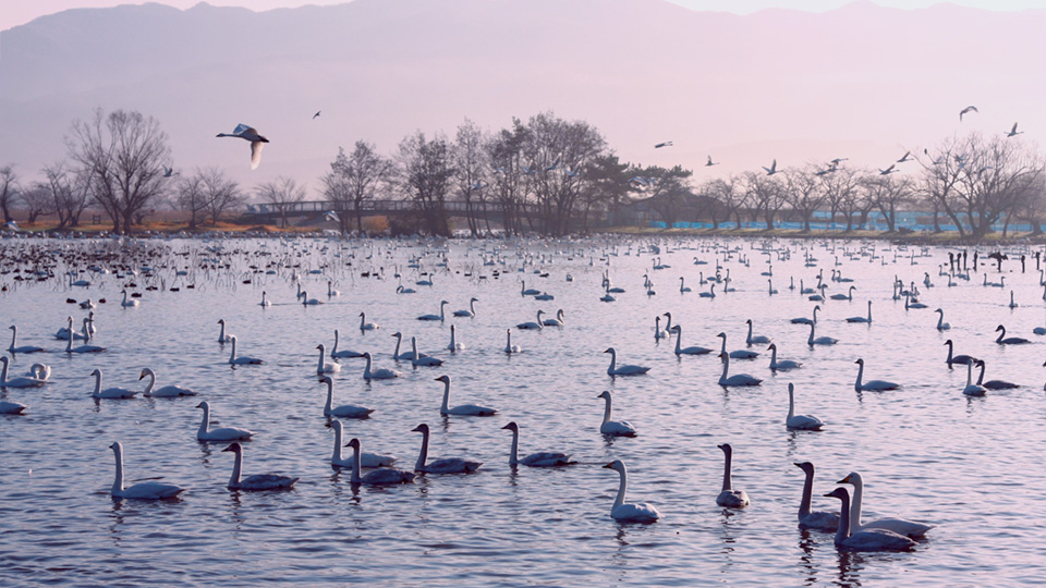 瓢湖水きん公園 – 観光スポットガイド あがのSPOT│新潟県 阿賀野市 