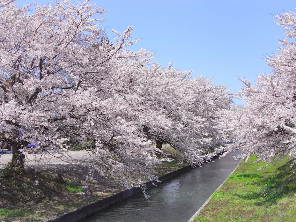 新江の桜並木 観光スポットガイド あがのspot 新潟県 阿賀野市観光協会