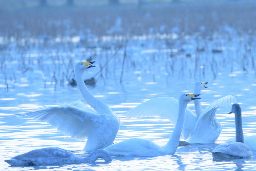 瓢湖水きん公園 – 観光スポットガイド あがのSPOT│新潟県 阿賀野市 